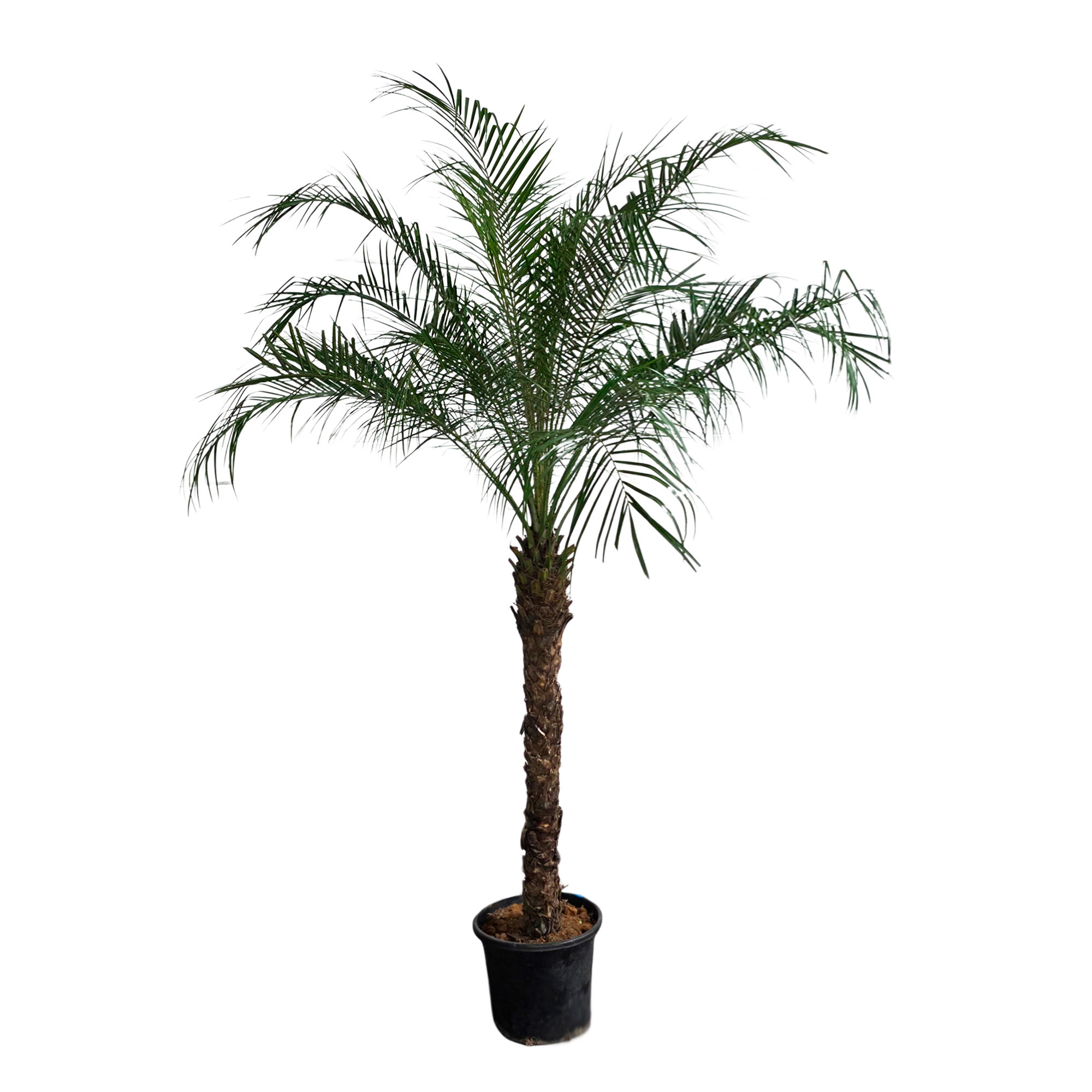 Изображение товара Финик Робелини ø30 h180 см