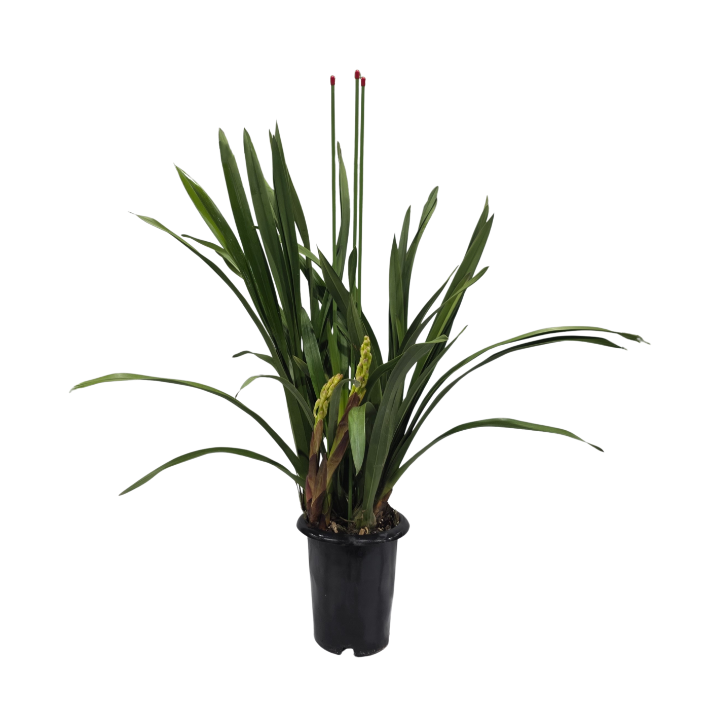 Изображение товара Цимбидиум красный ø20 h80 см