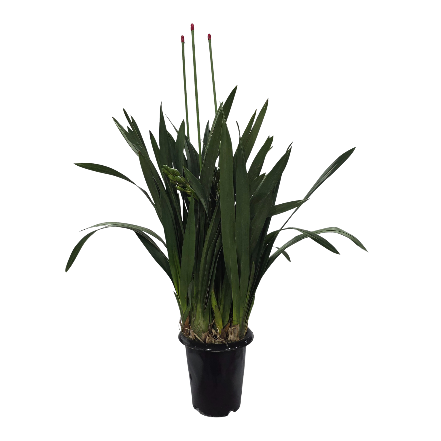 Изображение товара Цимбидиум розовый 3 ствола ø20 h80 см