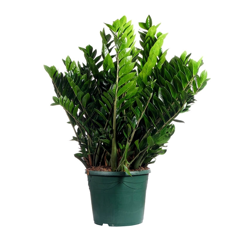 Изображение товара Замиокулькас ø25 h80 см