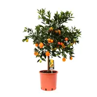 Изображение товара Цитрус Кукле ø22 h85 см