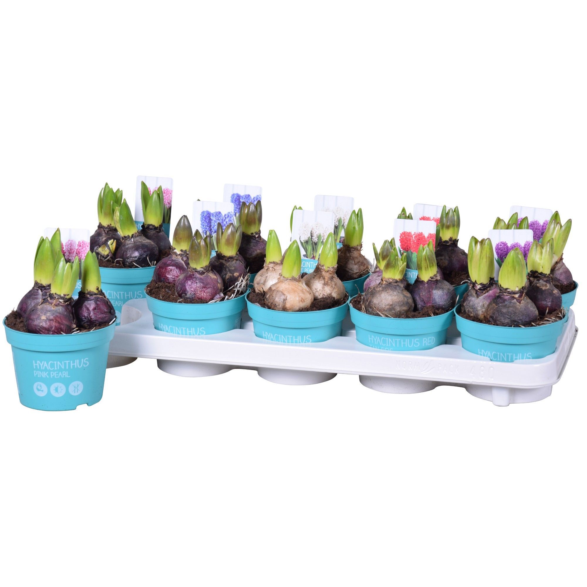 Изображение товара Гиацинт микс ø12 h15 см