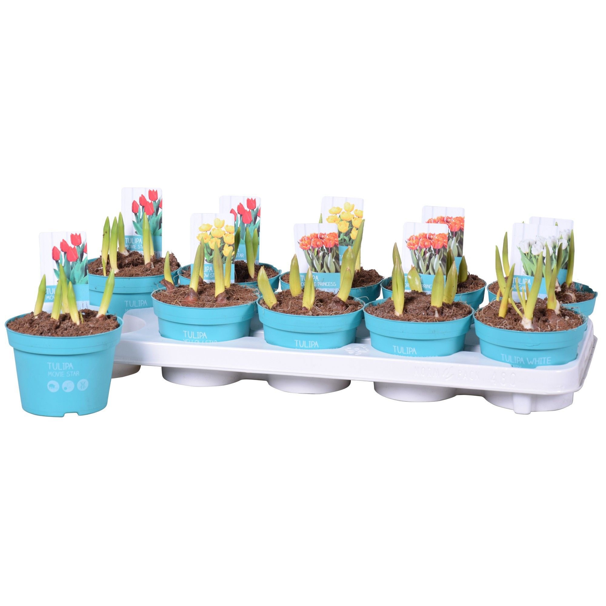 Изображение товара Тюльпан микc ø12 h15 см