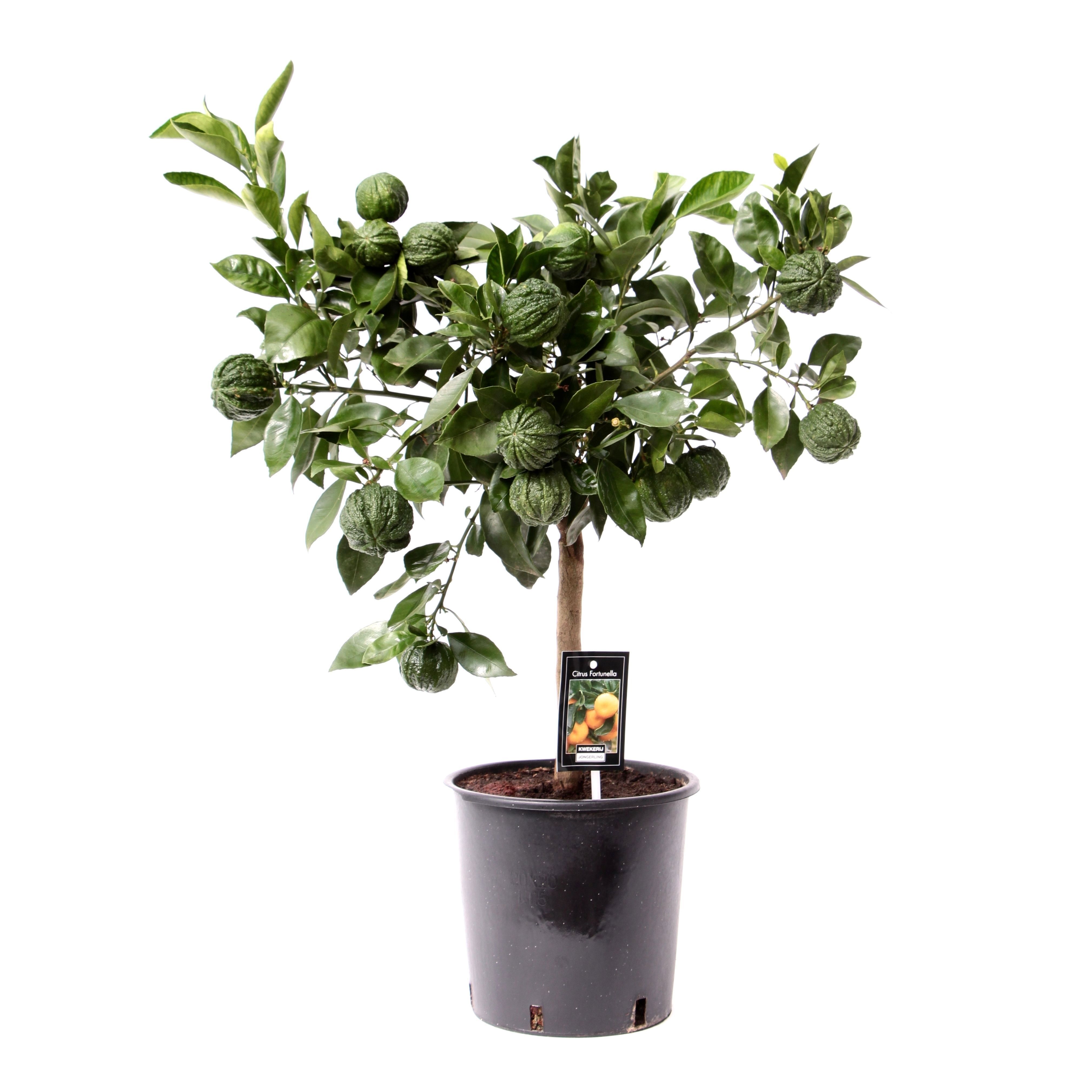 Изображение товара Цитрус Каналикулата ø22 h85 см