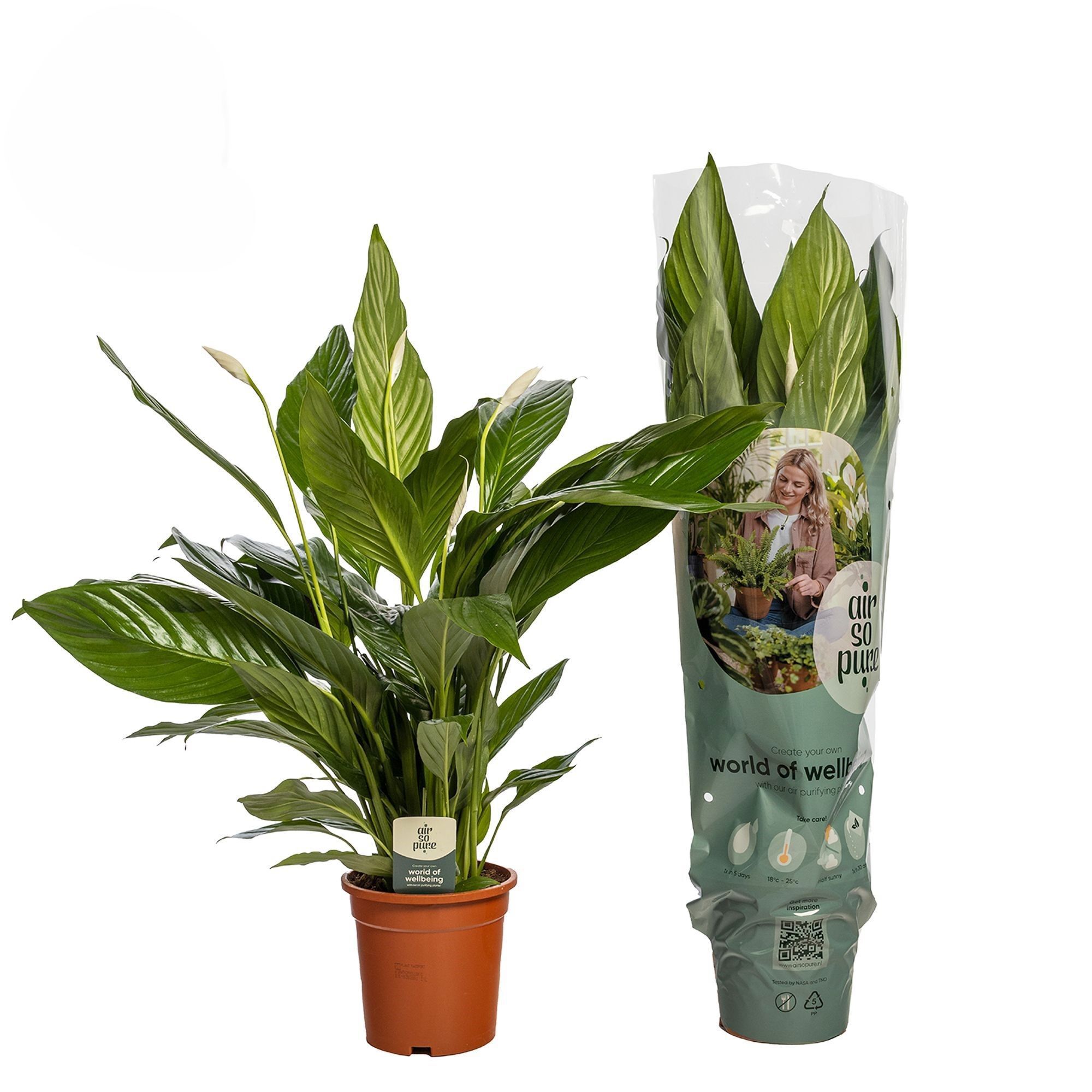 Изображение товара Спатифиллум Бинго Купидо — белые цветы, ø19 см, h80 см