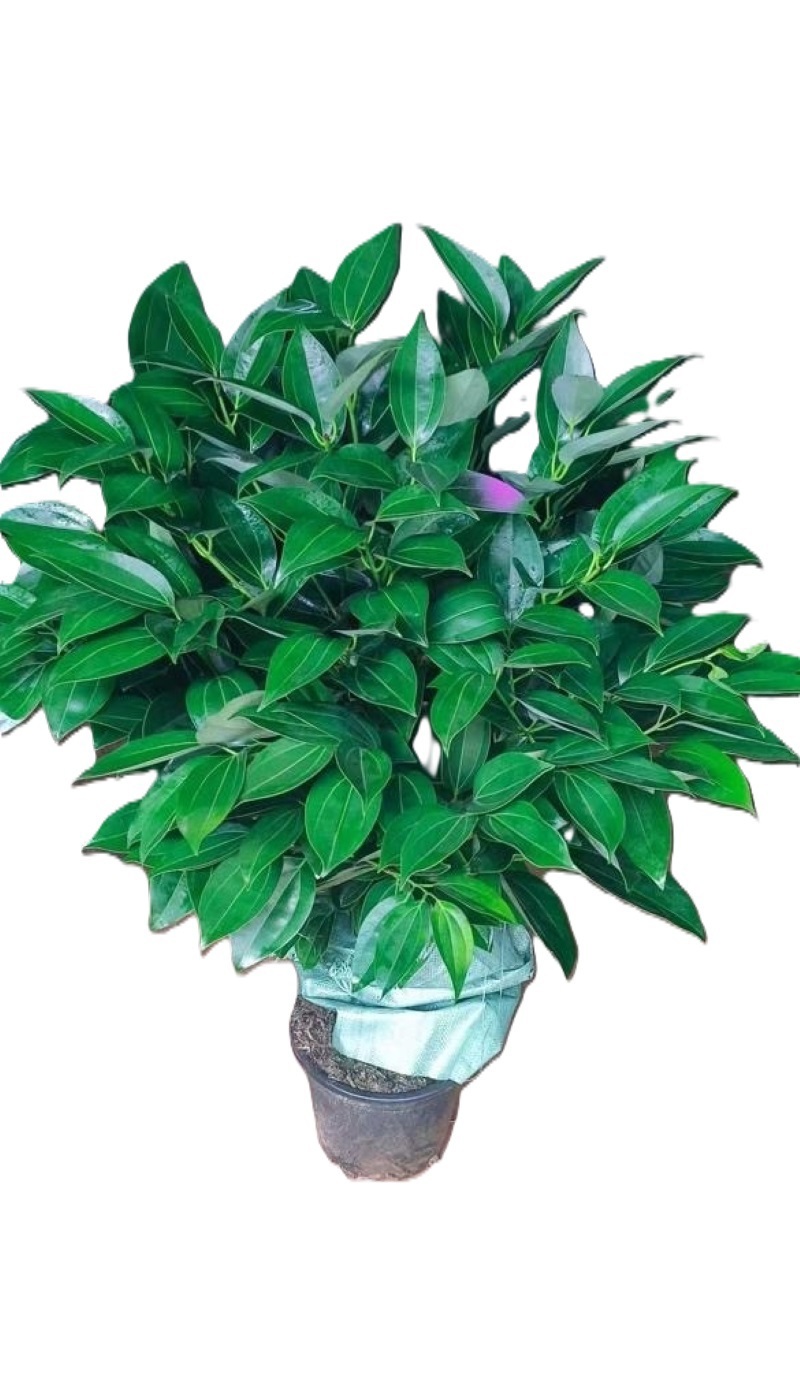 Изображение товара Драцена ø21 h100 см — декоративно-лиственное растение, 100 см, Россия