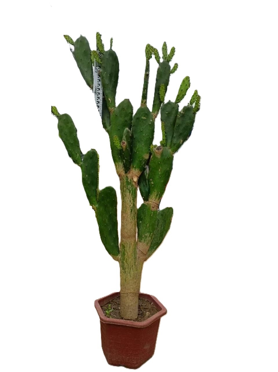 Изображение товара Кактус ø40 h150 см