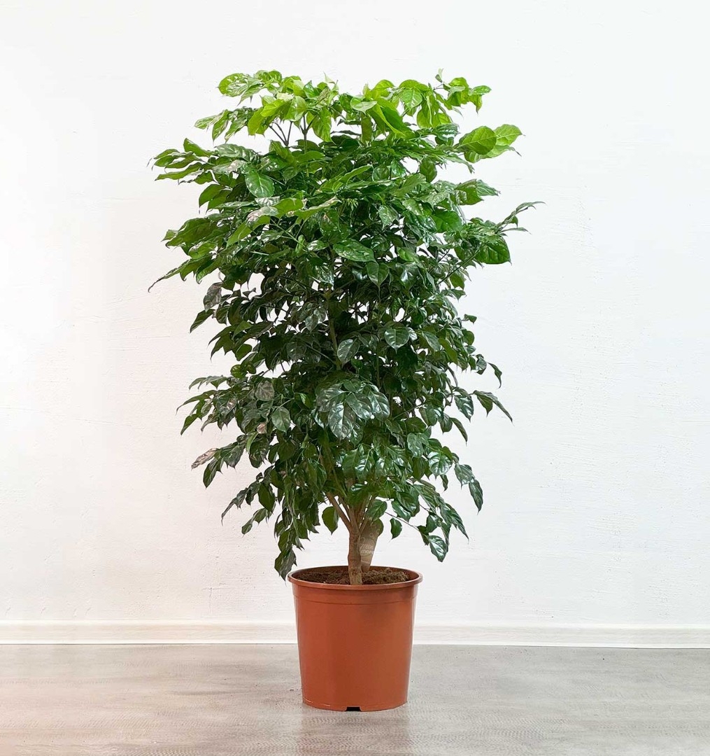 Изображение товара Радермахера ø25, h150 см — декоративно-лиственное растение