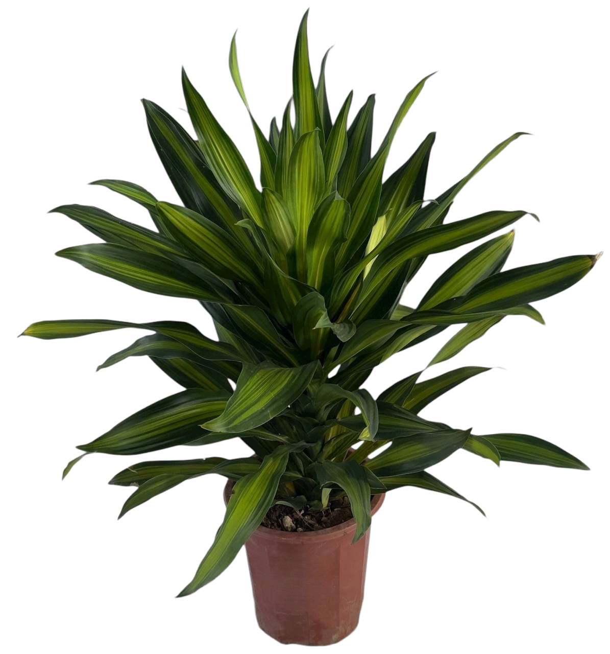 Изображение товара Драцена Золотая Декоративно-лиственная 100 см