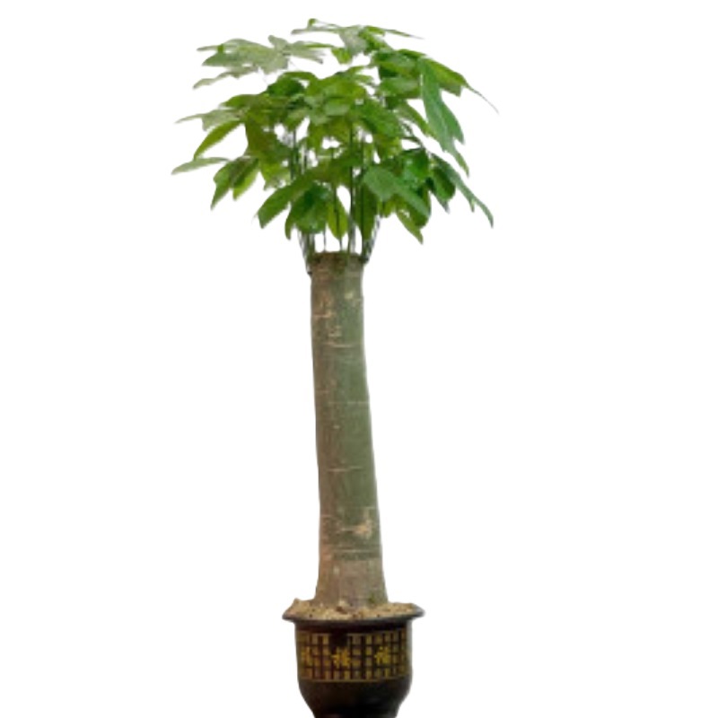 Изображение товара Пахира ø40 h180 см