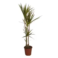 Изображение товара Драцена маргината микс 80 см с ø13 см горшком — декоративно-лиственные растение