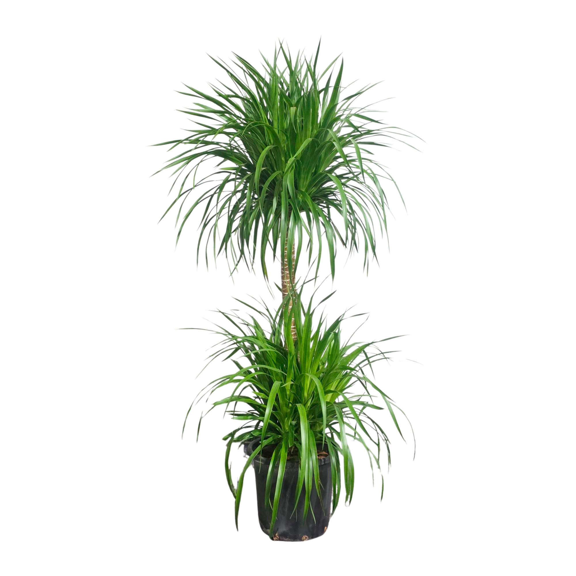 Изображение товара Драцена Драко ø21 h130 см — декоративно-лиственное растение