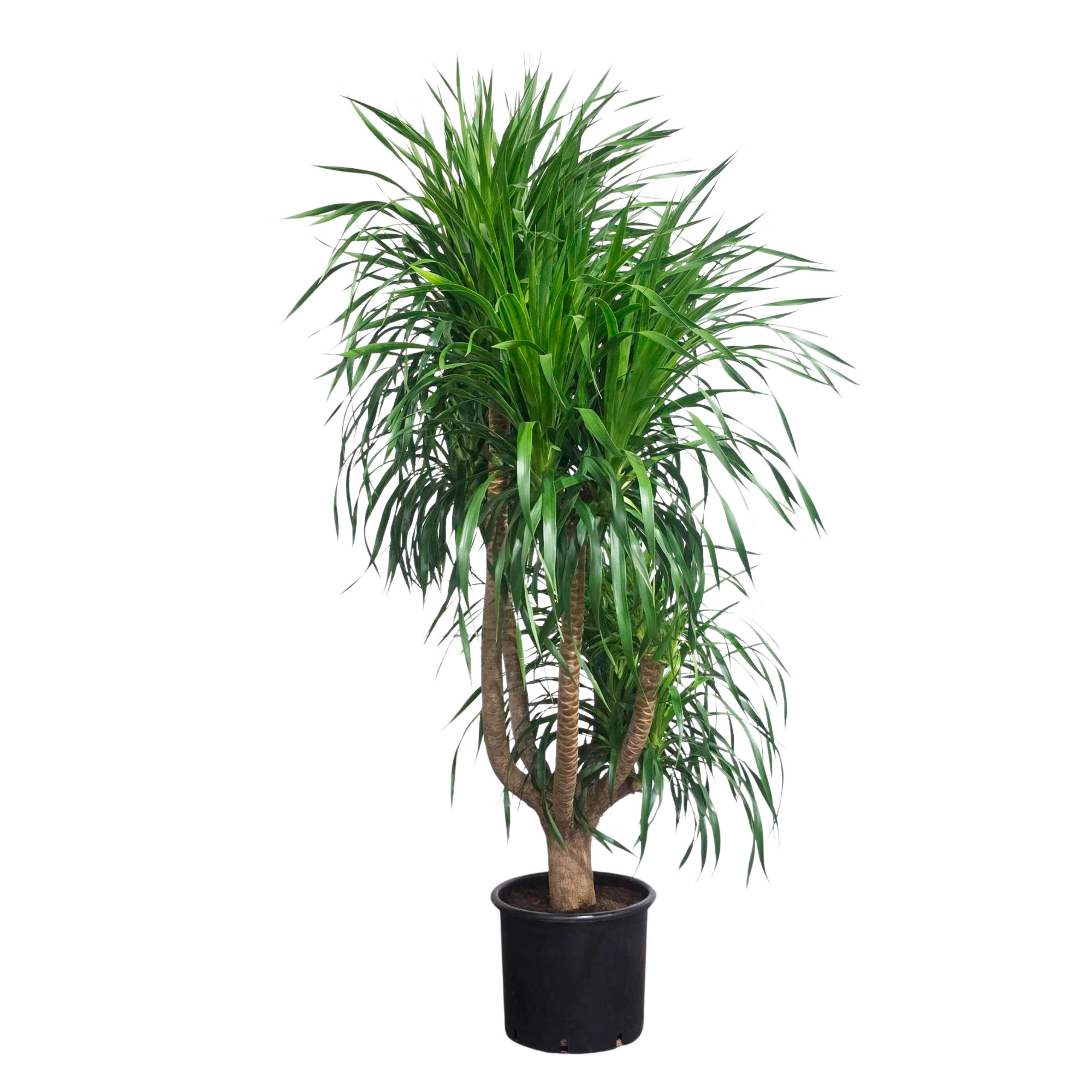 Изображение товара Драцена Драко разветвленная 160 см — декоративно-лиственное растение