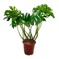 Изображение товара Монстера Делициоза ø53 h110 см