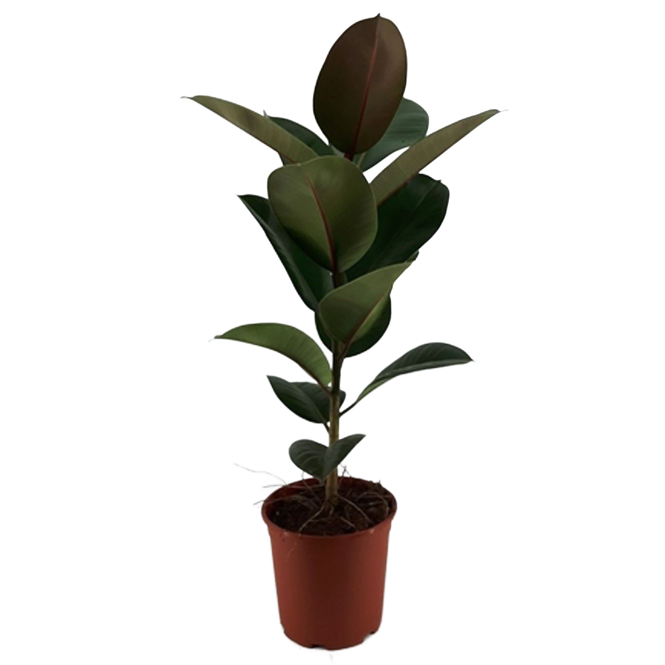 Изображение товара Фикус Эластика Робуста ø21 h90 см