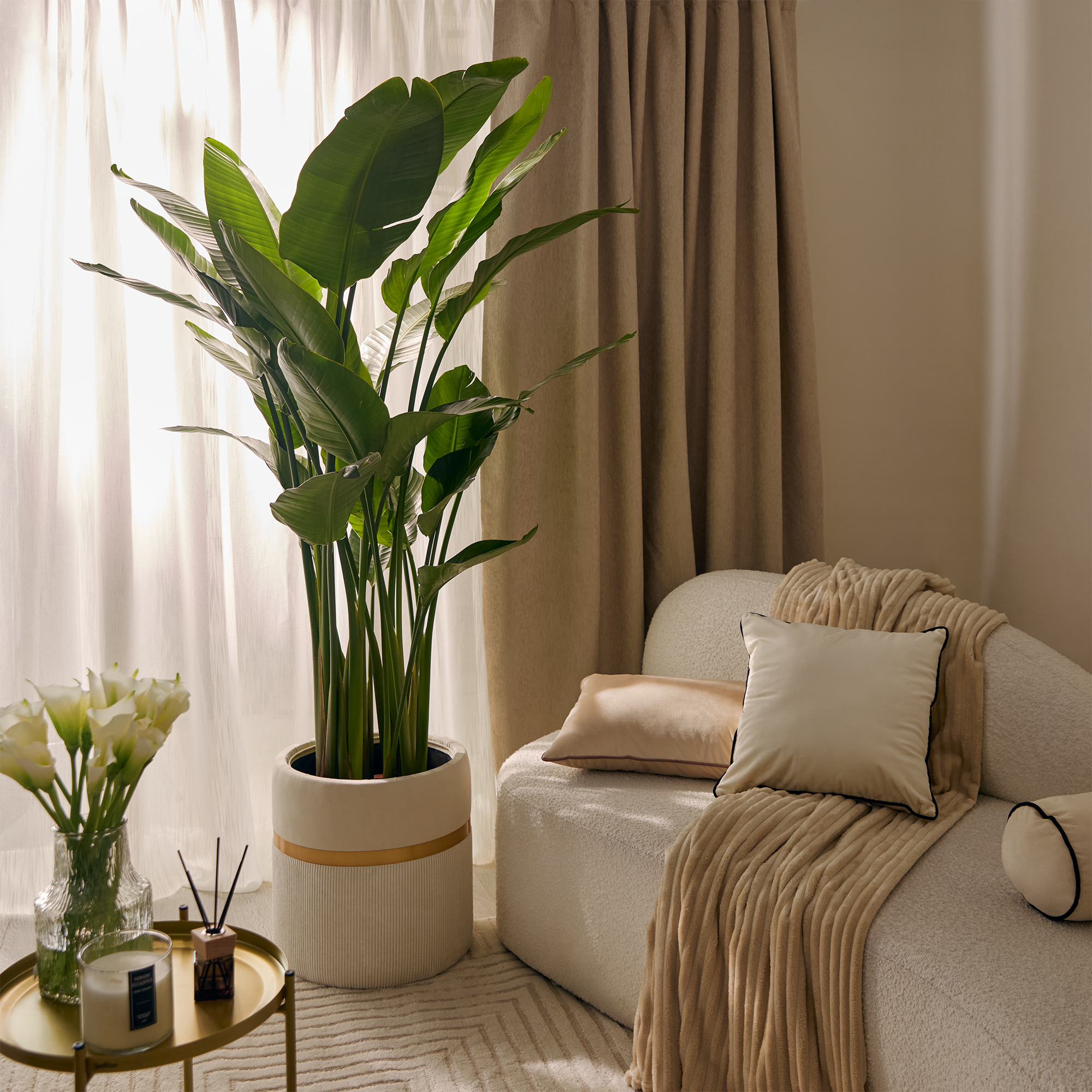 Изображение товара Комнатное декоративно-лиственное растение Стрелиция Николая ø32 h120 см