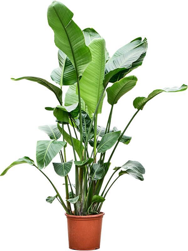 Изображение товара Стрелиция ø32 h170 — декоративно-лиственное растение, 170 см