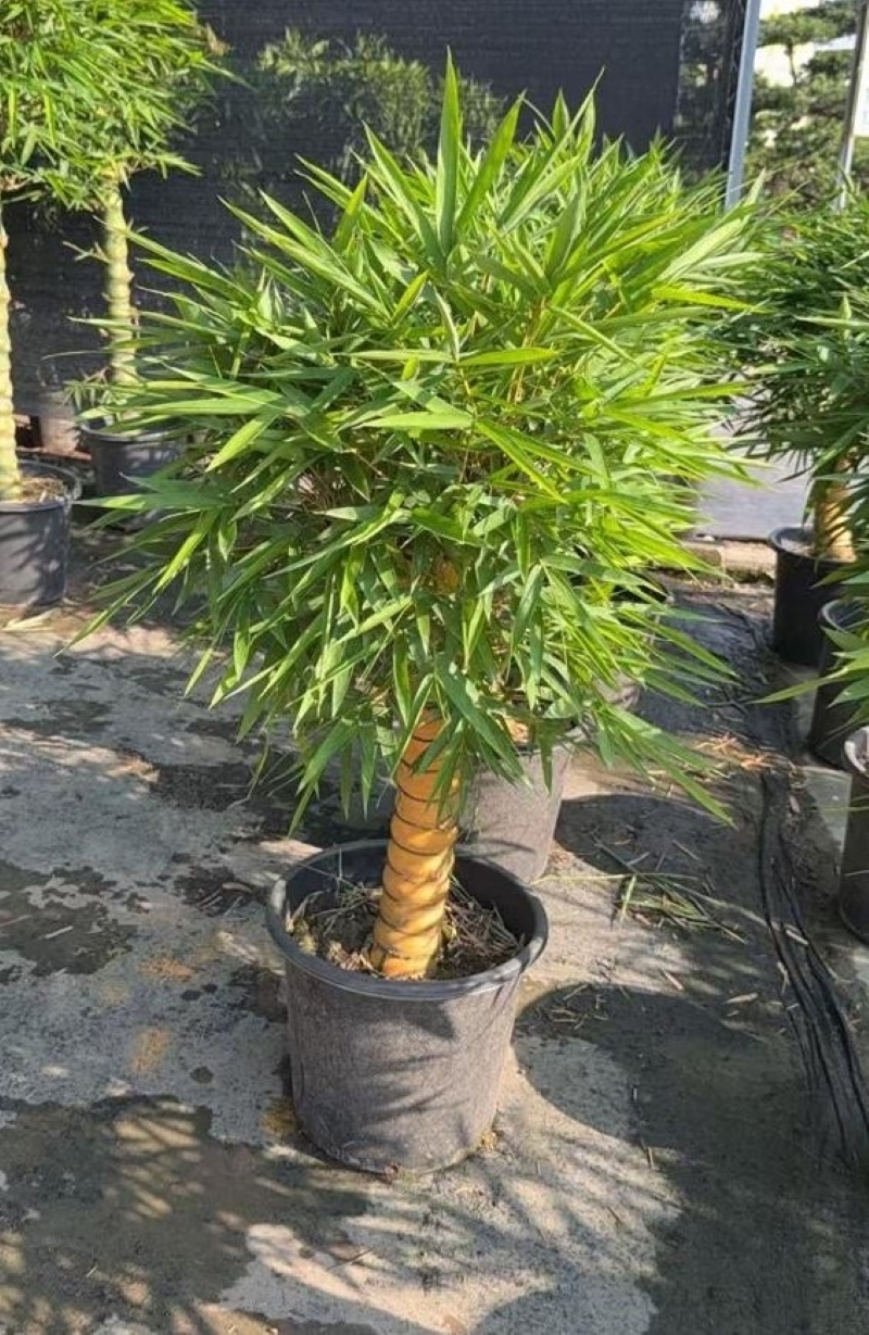 Изображение товара Драцена Сандериана ø40 h100 см — декоративно‑лиственное растение