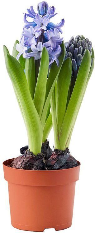 Изображение товара Гиацинт микс ø12 h15 см 3 шт.