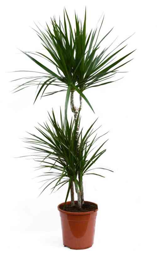 Изображение товара Драцена Маргината ø21 h115 см