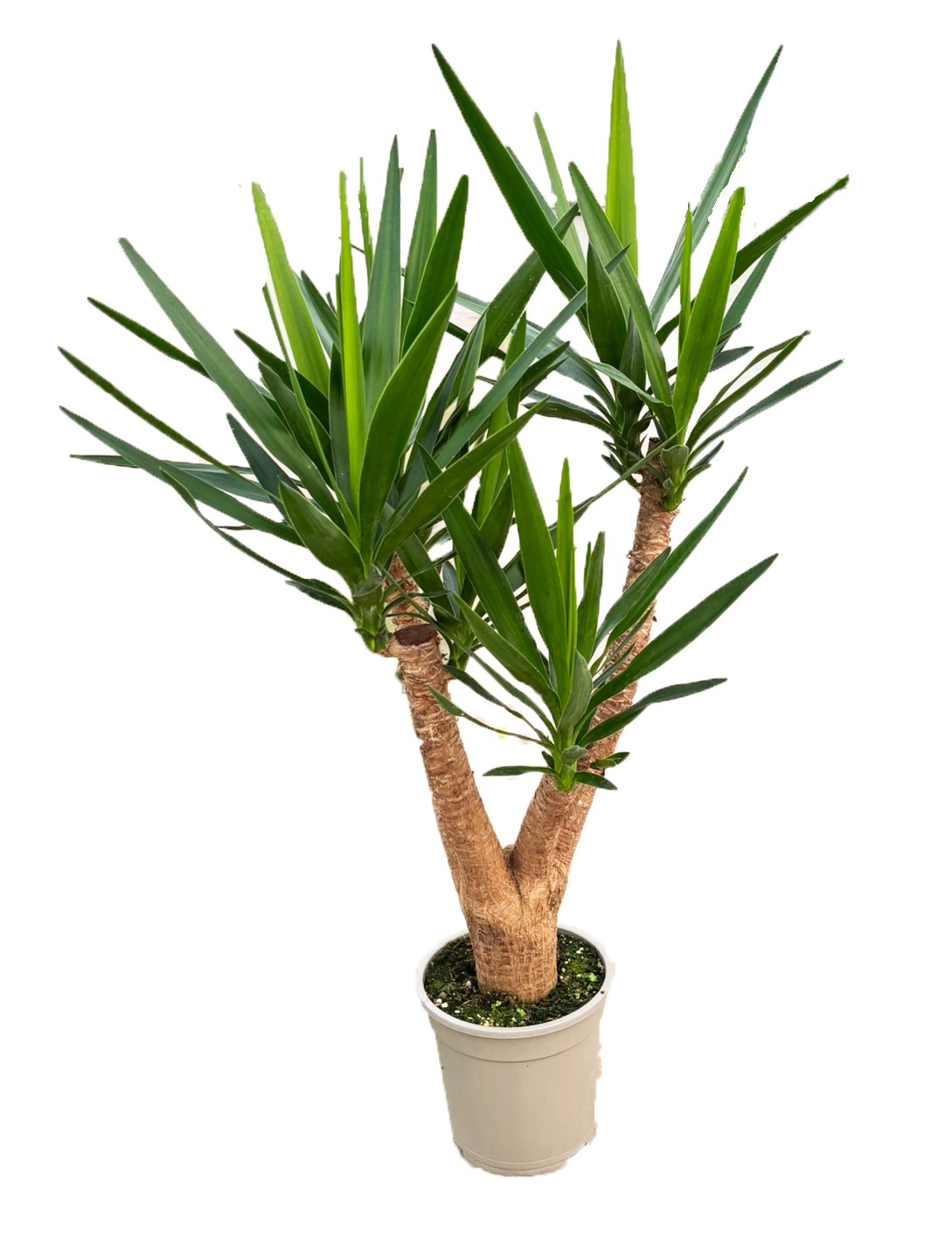 Изображение товара Юкка разветвленная ø21 h80 см