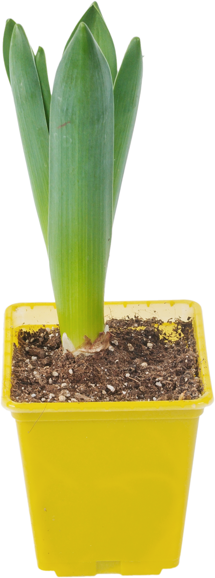 Изображение товара Гиацинт 7x10 см