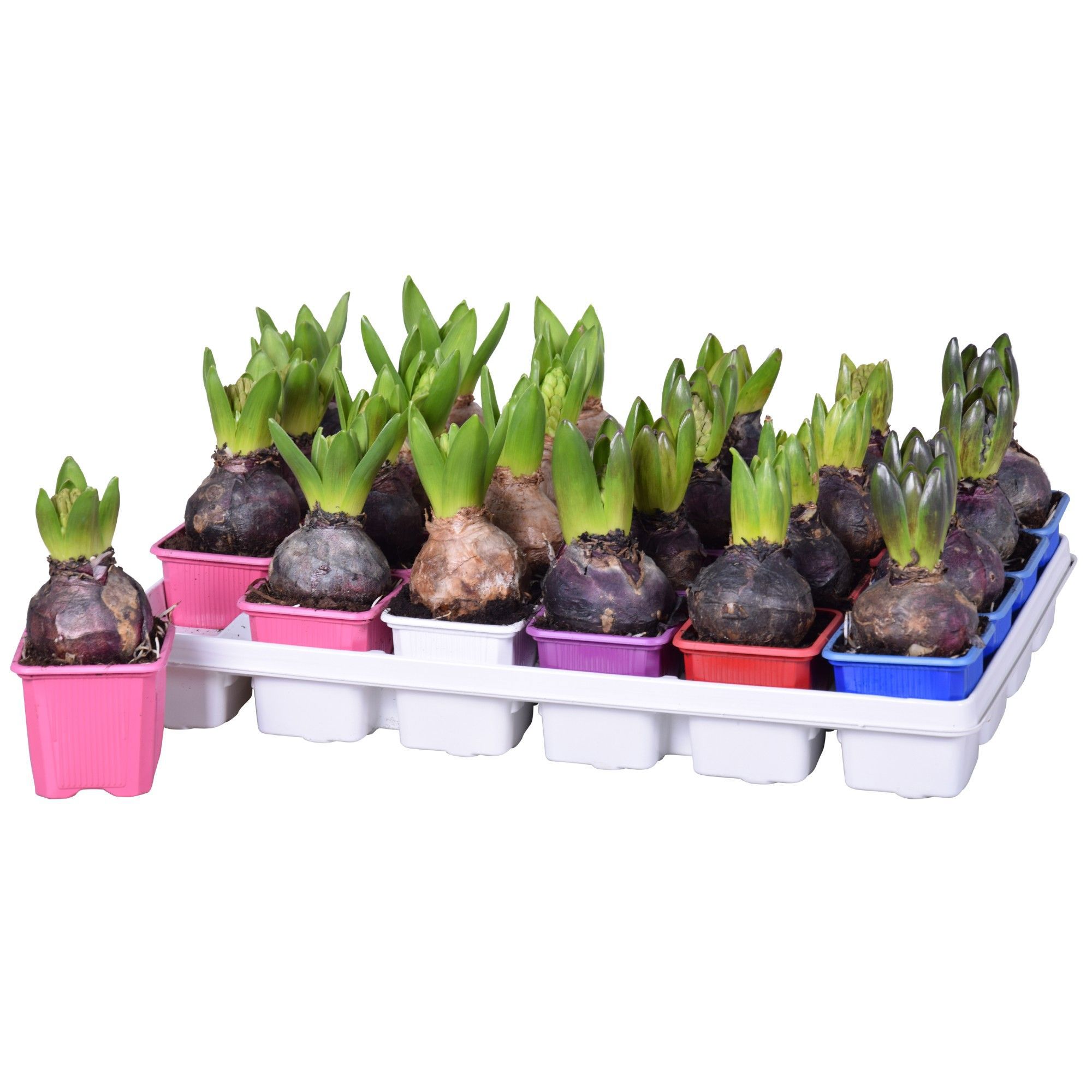 Изображение товара Гиацинт микс ø7 см в горшке, весна, 1 шт