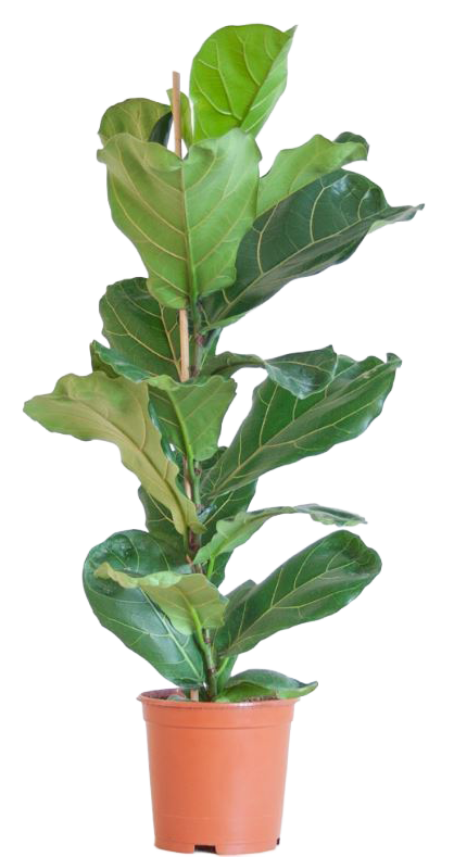 Изображение товара Фикус Лирата ø29 h70 см