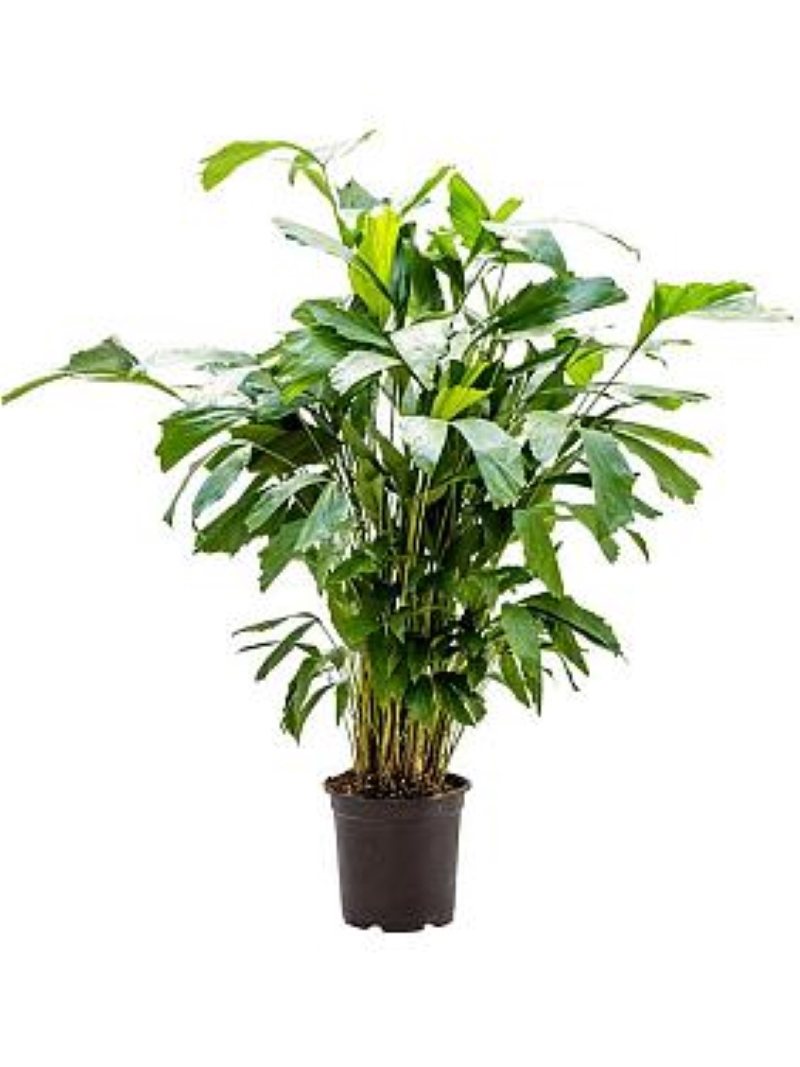 Изображение товара Филодендрон ø24 h80 см