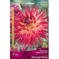 Изображение товара Георгина полукактусовая Электрик Флеш Изображение товара Георгина полукактусовая Электрик Флеш
