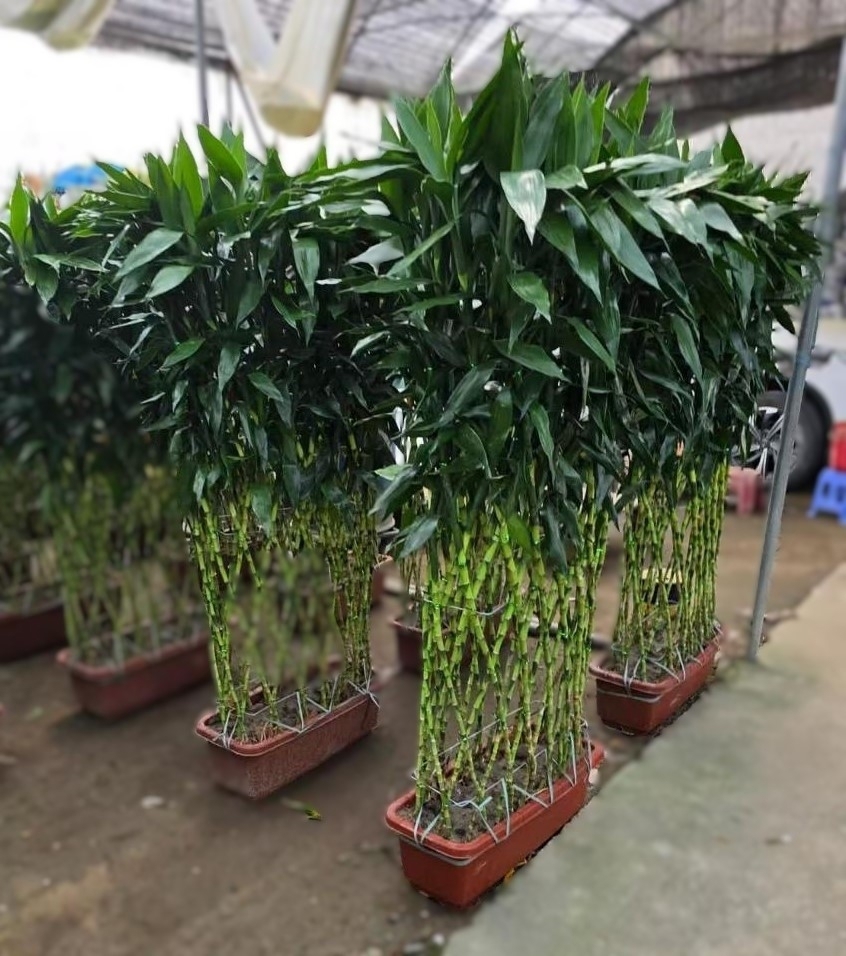 Изображение товара Драцена Бамбук ø65 h170 см