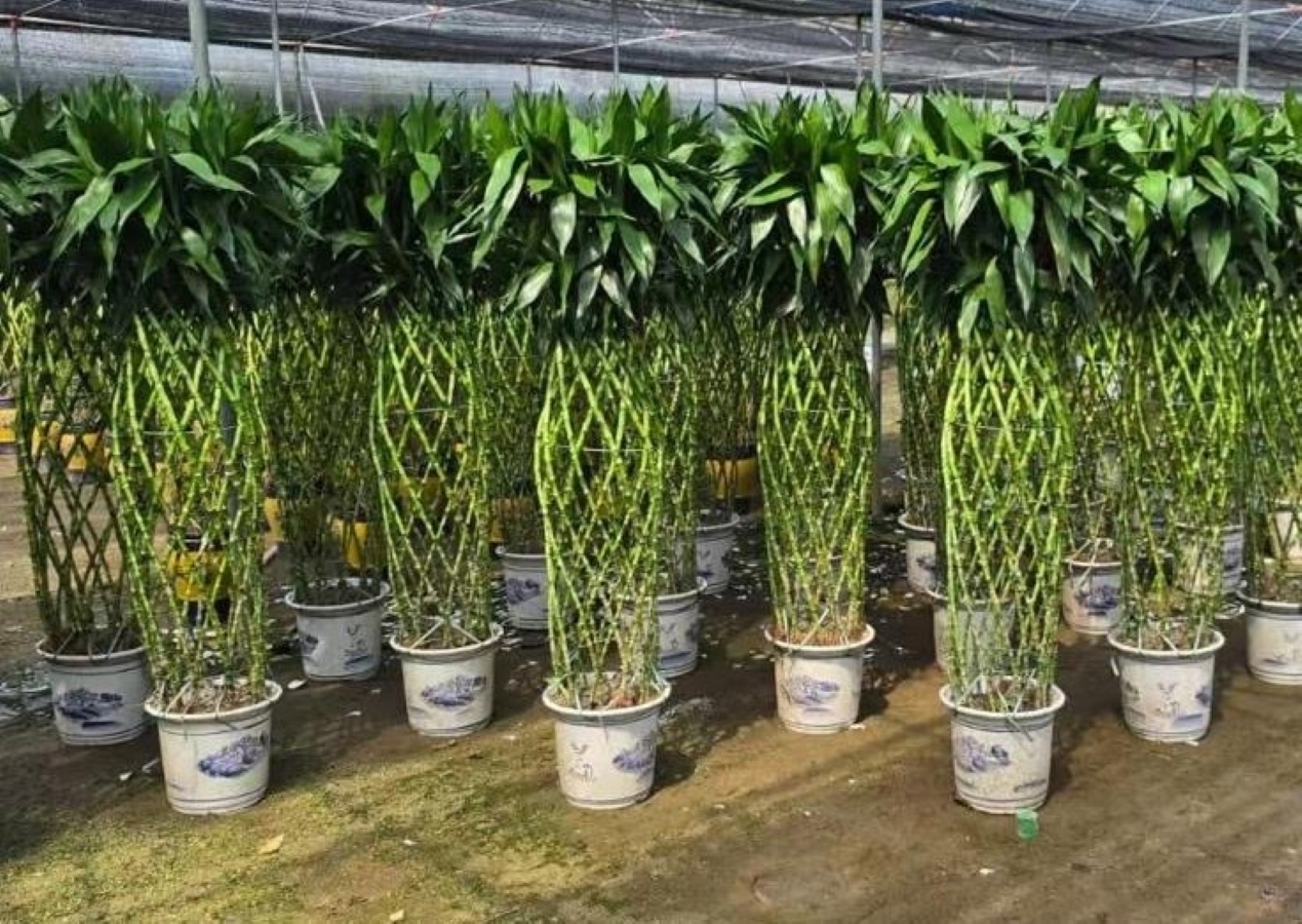 Изображение товара Драцена Бамбук ø33 h170 см