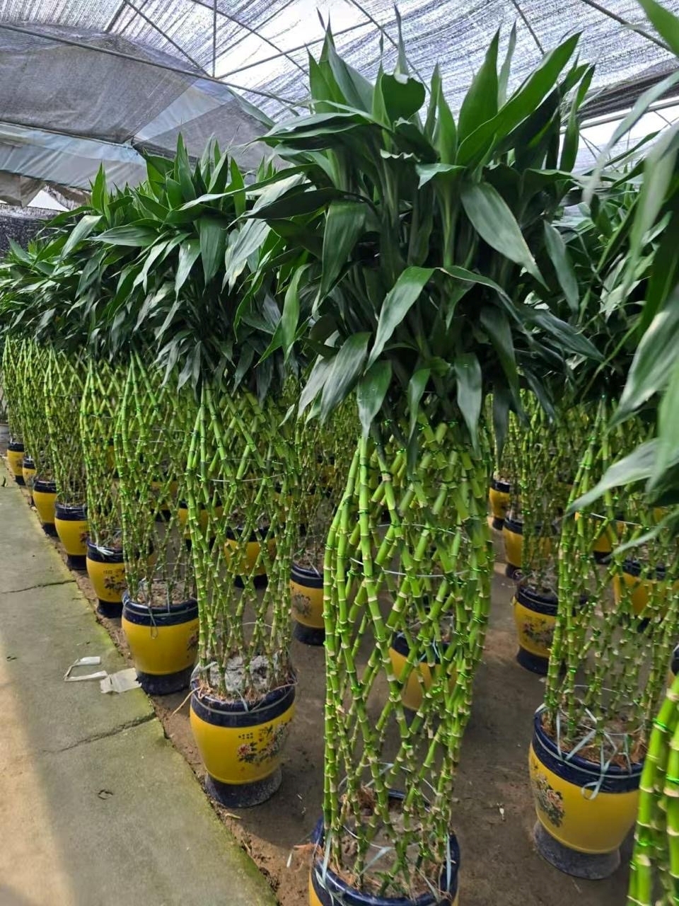 Изображение товара Драцена Бамбук — декоративно-лиственное растение, 200 см