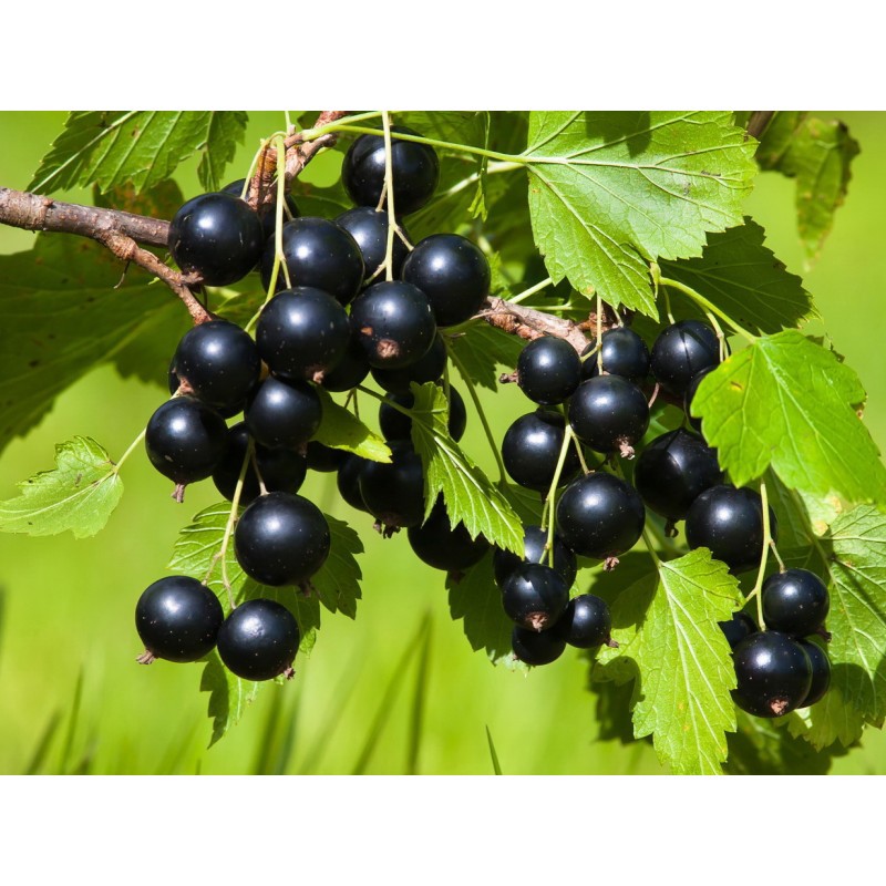 Изображение товара Смородина черная Зеленая Дымка от PLANTMARKET - крупные ягоды, сорт Изображение товара Смородина черная Зеленая Дымка от PLANTMARKET - крупные ягоды, сорт