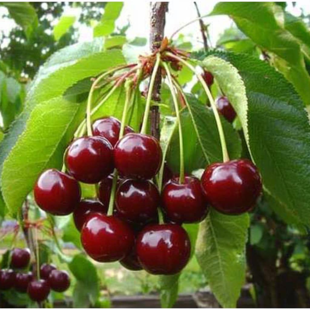 Изображение товара Садовый саженец вишни Морозовка PLANTMARKET - яркие красные плоды
