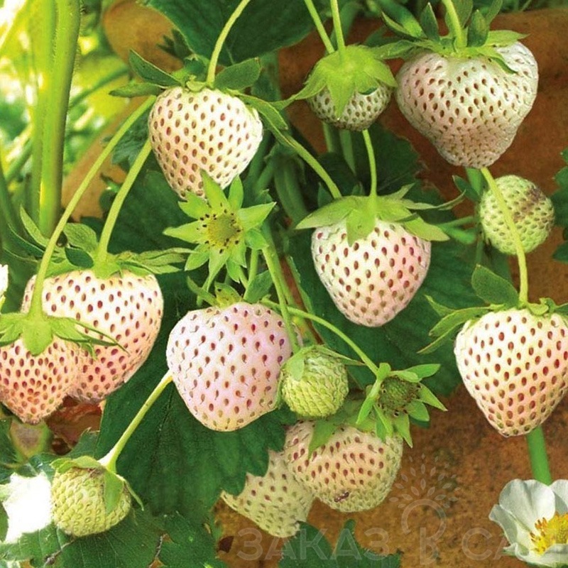 Изображение товара Земляника садовая Ананас от PLANTMARKET - белые ягоды, свежие и ароматные