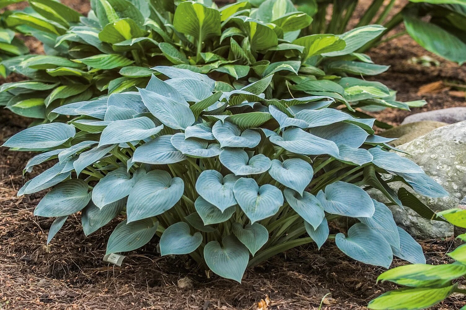 Изображение товара Декоративная хоста Халцион PLANTMARKET - зеленая с сиреневым оттенком, 20 см Изображение товара Декоративная хоста Халцион PLANTMARKET - зеленая с сиреневым оттенком, 20 см