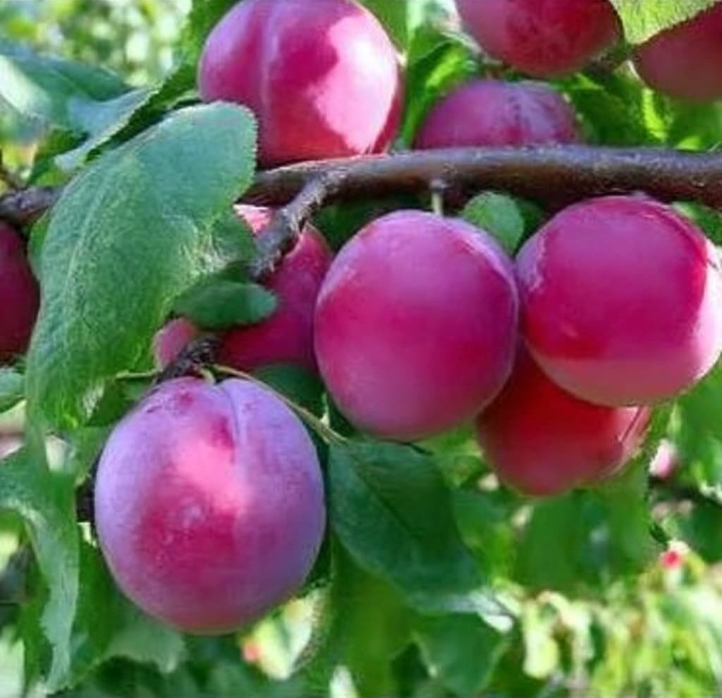 Изображение товара Саженец алычи Кубанская комета от PLANTMARKET с синими плодами