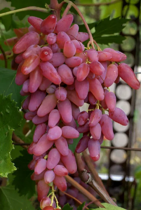 Изображение товара Плодовый саженец Виноград Оригинал 37 см с защитой от мороза Изображение товара Плодовый саженец Виноград Оригинал 37 см с защитой от мороза