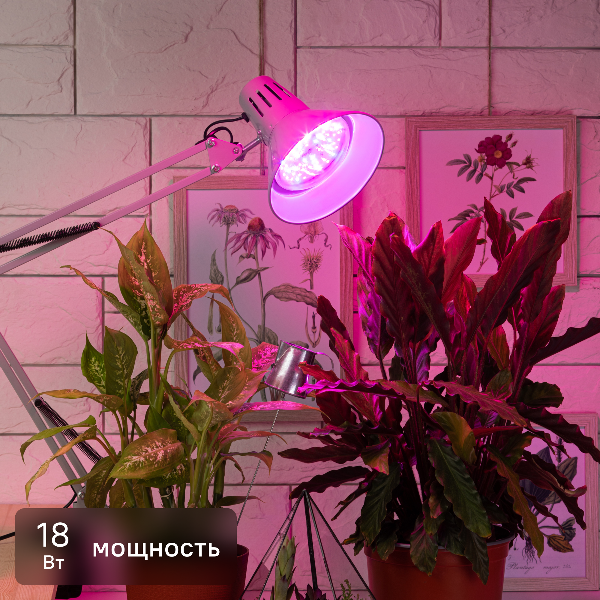 Изображение товара Фитолампа светодиодная для растений Эра fito 18 Вт RB E27 светло-розовый свет Изображение товара Фитолампа светодиодная для растений Эра fito 18 Вт RB E27 светло-розовый свет