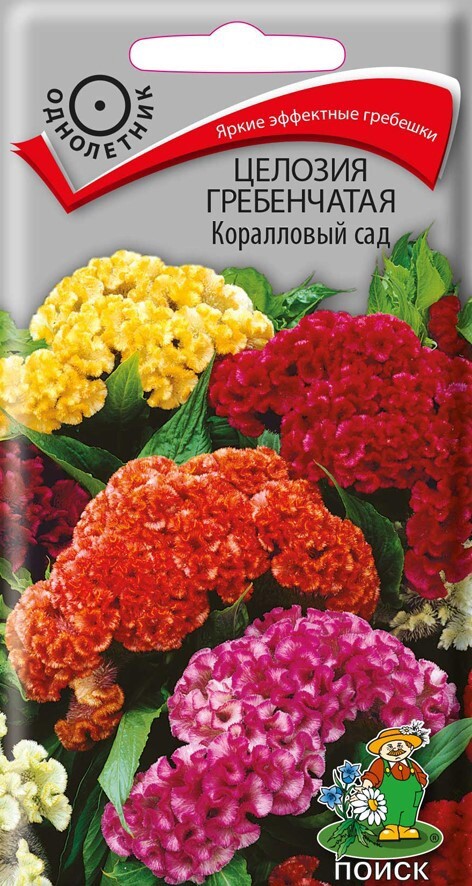 Изображение товара Семена Целозия Гребенчатая «Коралловый сад» Изображение товара Семена Целозия Гребенчатая «Коралловый сад»