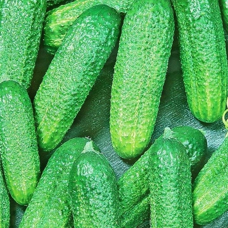 Изображение товара Семена Огурец Изящный Agroni