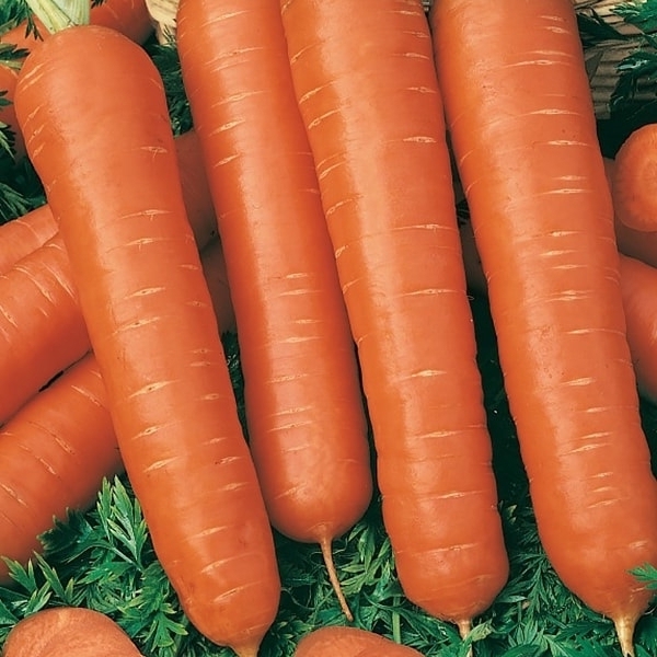 Изображение товара Семена Морковь Тушон Agroni