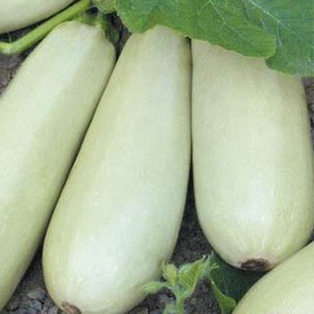 Изображение товара Семена Кабачок Ролик Agroni Изображение товара Семена Кабачок Ролик Agroni
