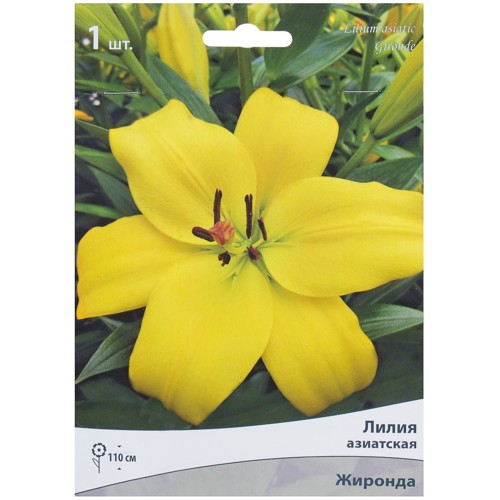Лилия азиатская Жиронда 14/16, 1 шт