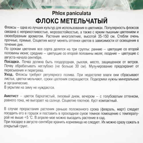 Флокс метельчатый «Аметист», 1 шт. - фото 2