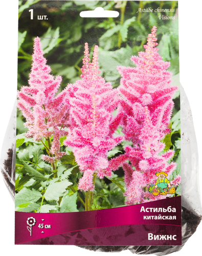 Астильба Вижнс китайская, 1 шт.