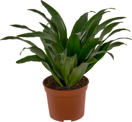 Плант микс D8 H10-35