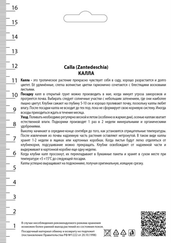 Калла Одесса 14/16, 1 шт - фото 2