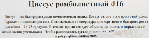 Циссус микс кашпо 16 см - фото 3